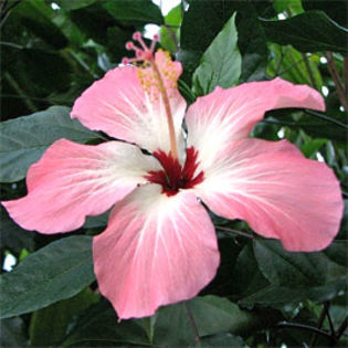 Hibiscus-storckii