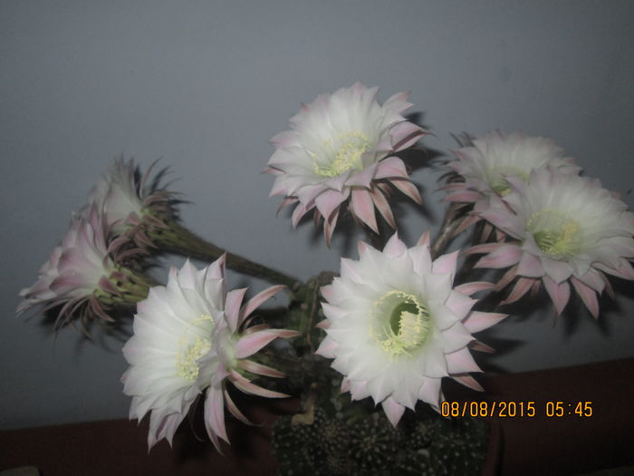 IMG_5405 - Florile mele august 2015