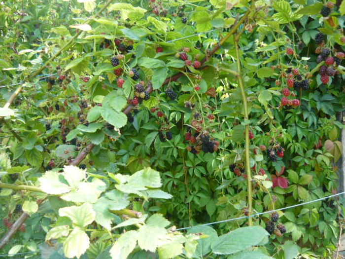 P1020857 - capsuni -zmeura -mur-agris-aronia