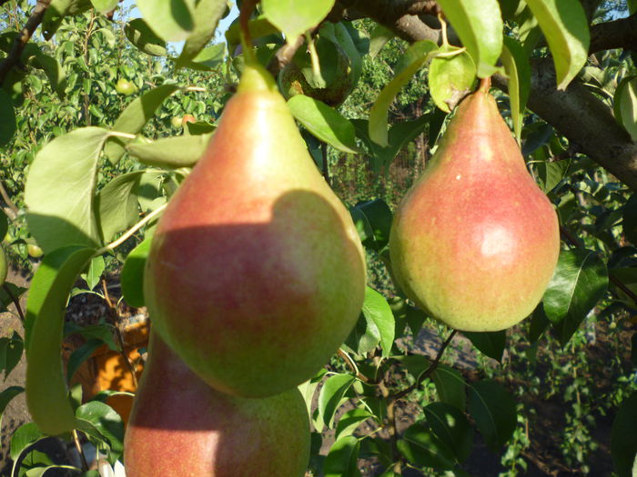 Duset - 1A Pomi fructiferi altoiti - toamna - 2023