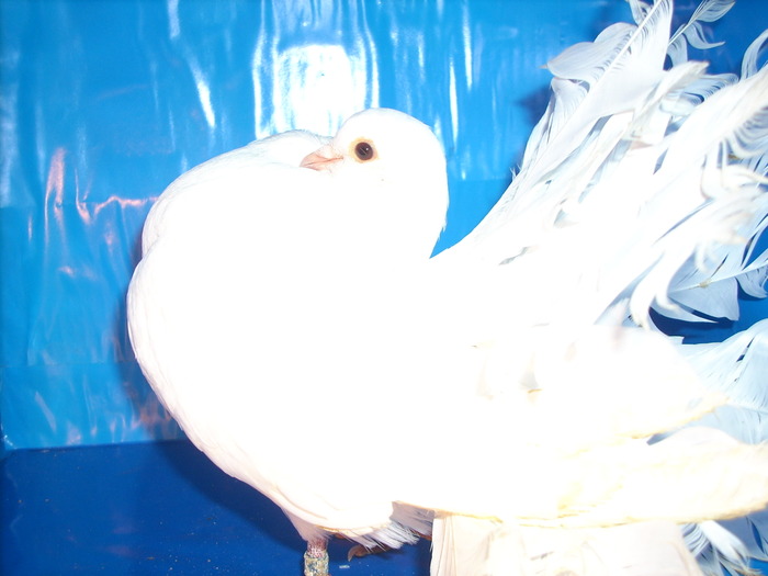 Voltat cu coada Alba