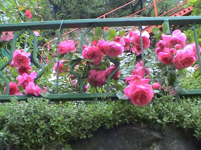 Visul colorat al razelor de soare (4) Visul colorat al razelor de soare (4)