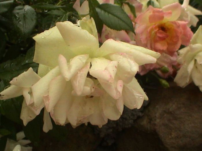 Visul colorat al razelor de soare (5) Visul colorat al razelor de soare (5)