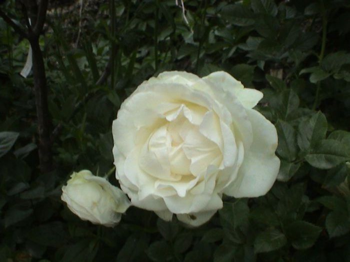 Visul colorat al razelor de soare (6) Visul colorat al razelor de soare (6)