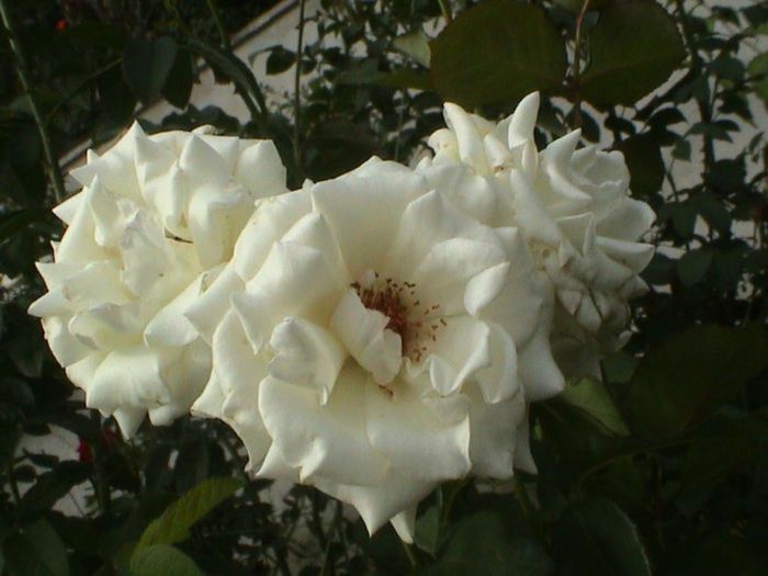 Visul colorat al razelor de soare (7) Visul colorat al razelor de soare (7)