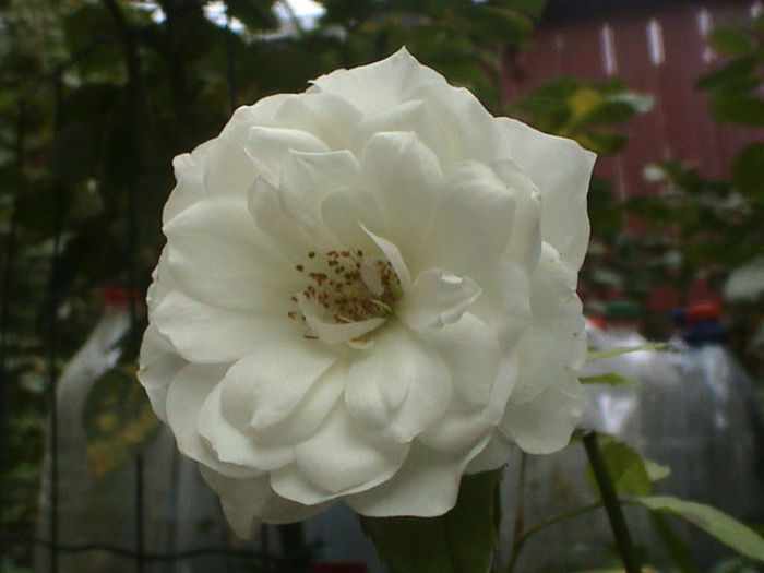 Visul colorat al razelor de soare (8) Visul colorat al razelor de soare (8)