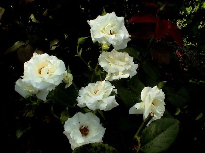 Visul colorat al razelor de soare (17) Visul colorat al razelor de soare (17)