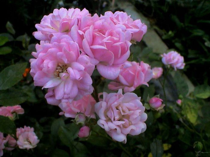 Visul colorat al razelor de soare (18) Visul colorat al razelor de soare (18)