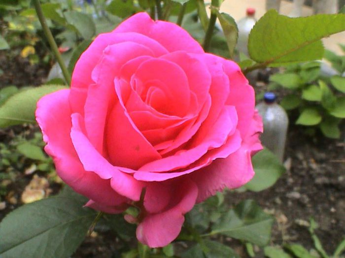Visul colorat al razelor de soare (22) Visul colorat al razelor de soare (22)