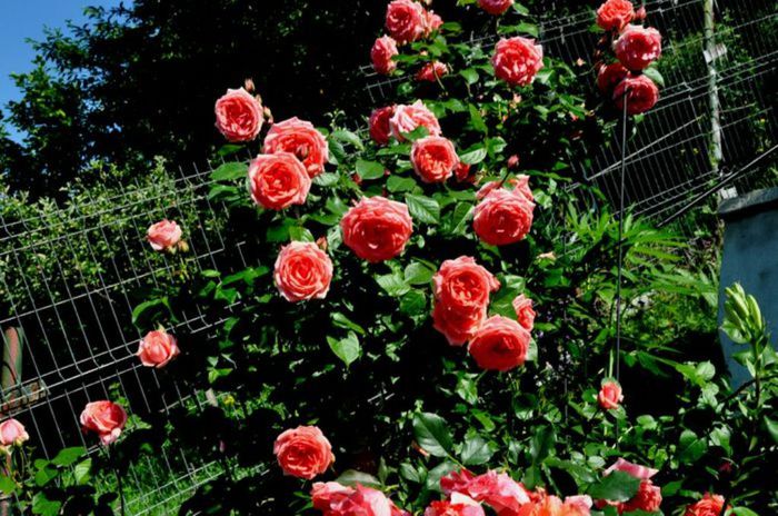 Visul colorat al razelor de soare (23) Visul colorat al razelor de soare (23)