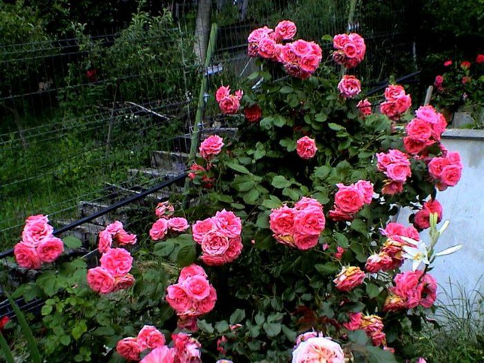 Visul colorat al razelor de soare (24) - AM LASAT TRANDAFIRII SA SPUNA POVESTI 3