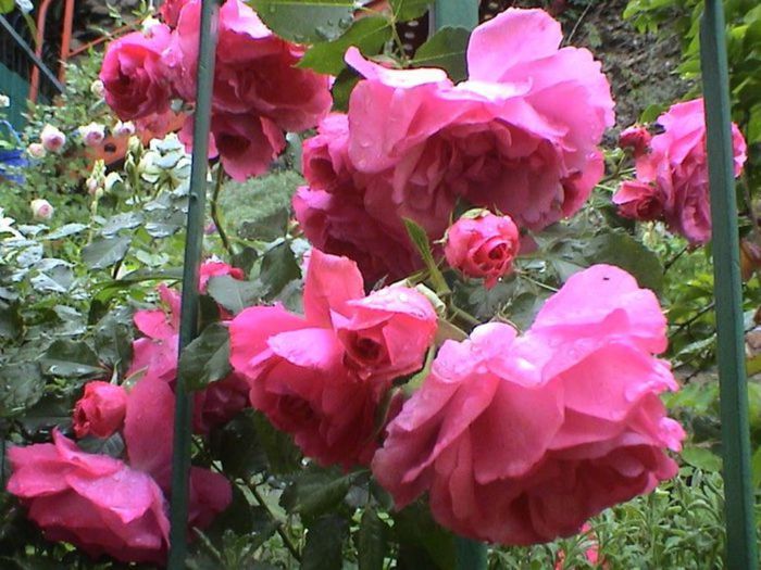 Visul colorat al razelor de soare (48)