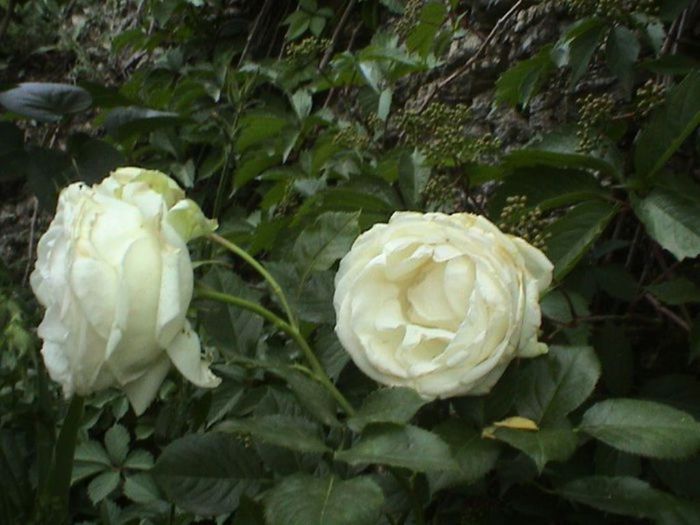 Visul colorat al razelor de soare (50)
