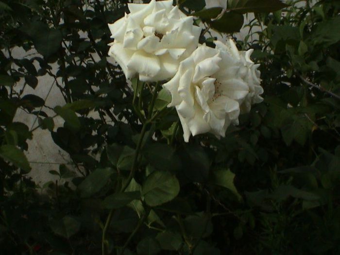 Visul colorat al razelor de soare (51)