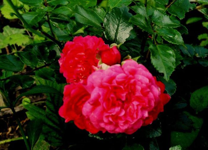 Visul colorat al razelor de soare (57)