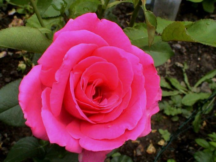 Visul colorat al razelor de soare (66)