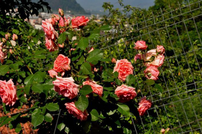 Visul colorat al razelor de soare (67)