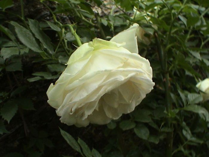 Visul colorat al razelor de soare (99)