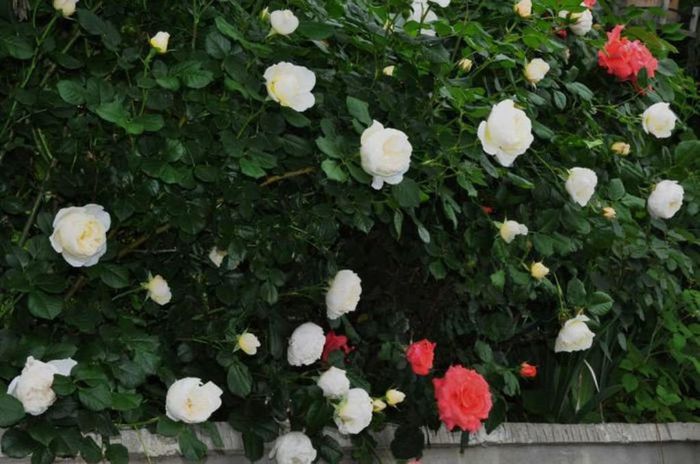 Visul colorat al razelor de soare (102)