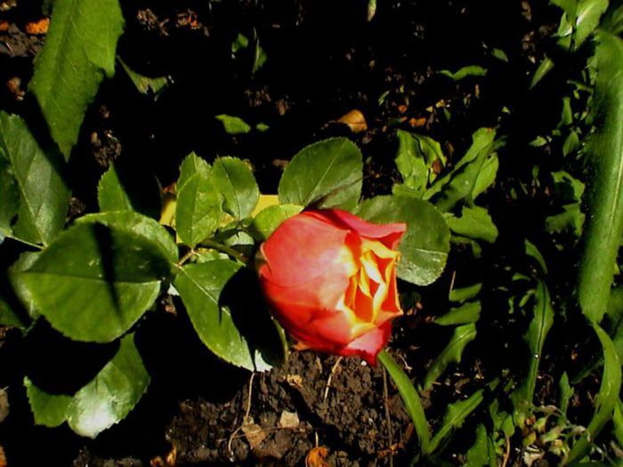 Visul colorat al razelor de soare (147)