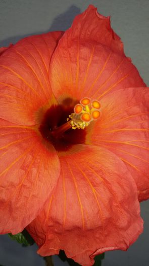 Din seminte - 7Hibiscus