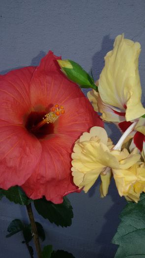 tmp_24634-20150810_115530-1404304546 - 7Hibiscus