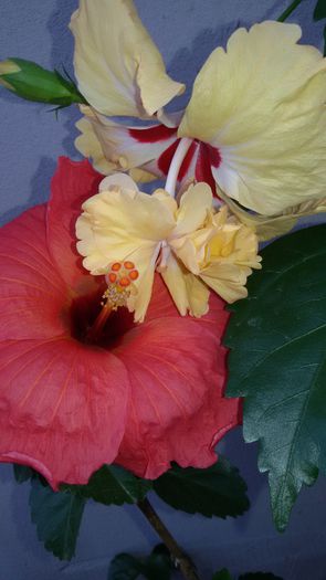 tmp_24634-20150810_115542-1097219491 - 7Hibiscus