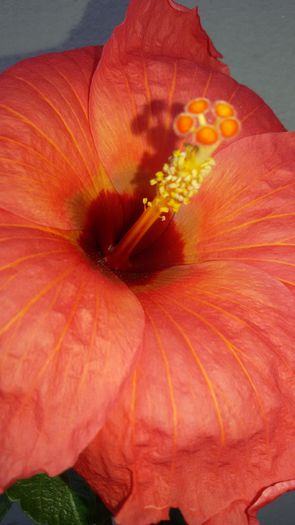 tmp_24634-20150810_115417-573765239 - 7Hibiscus