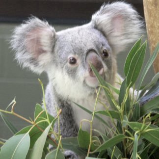 koala