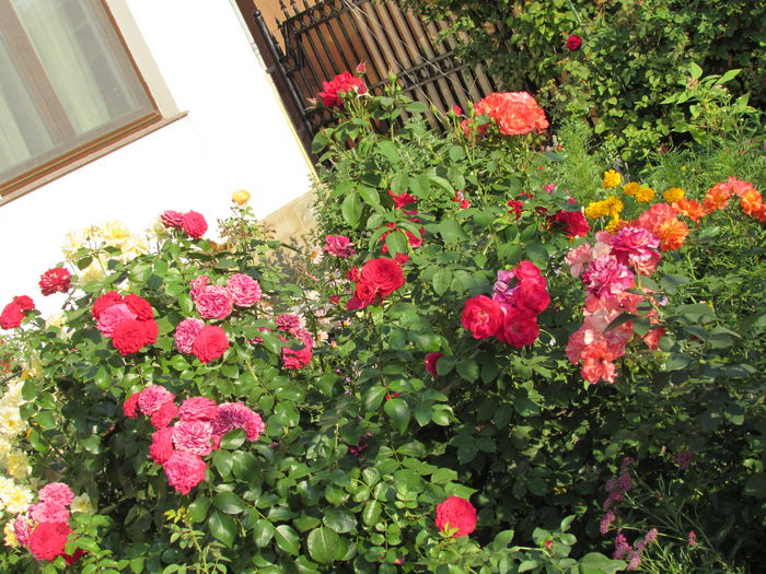 Utrillo,Sisley,Red Leo, Julia C - 2015 trandafiri -V