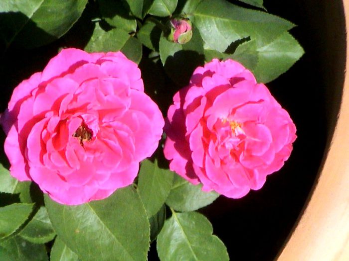 Visul colorat al razelor de soare (158)