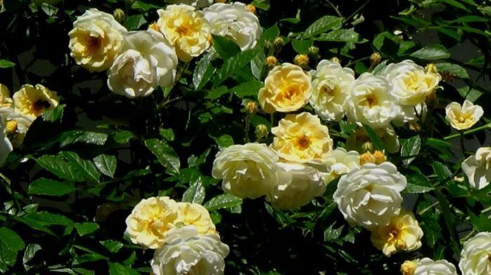 Visul colorat al razelor de soare (160)