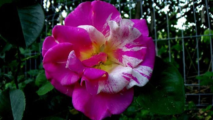 Visul colorat al razelor de soare (161)