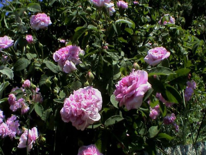 Visul colorat al razelor de soare (162)