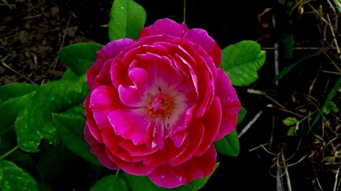 Visul colorat al razelor de soare (165)