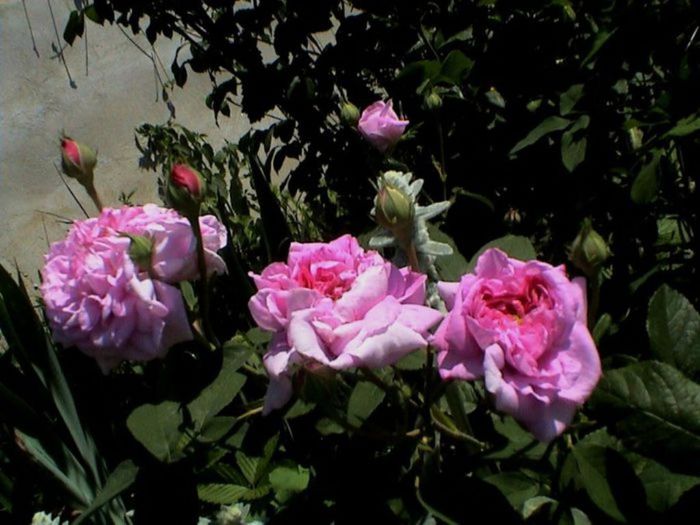 Visul colorat al razelor de soare (166)