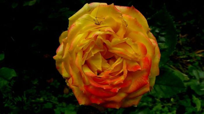 Visul colorat al razelor de soare (172)