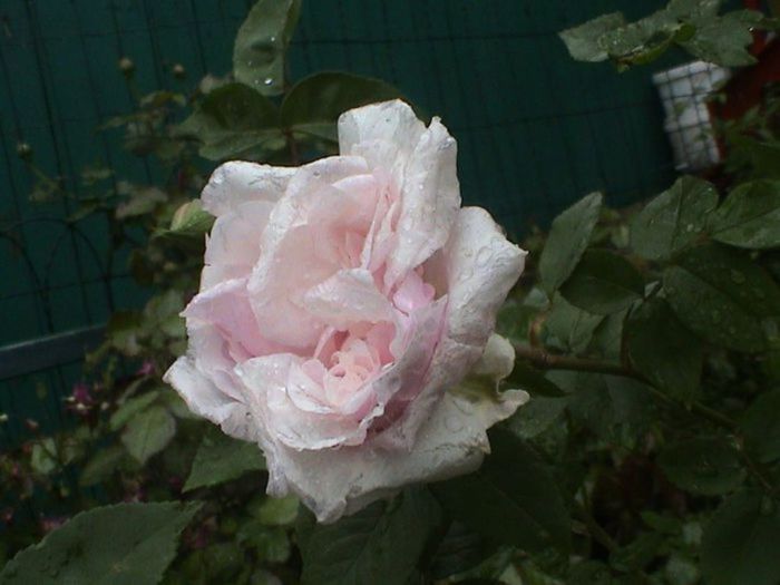 Visul colorat al razelor de soare (174)
