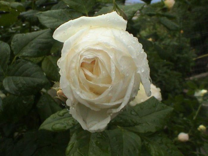 Visul colorat al razelor de soare (180)
