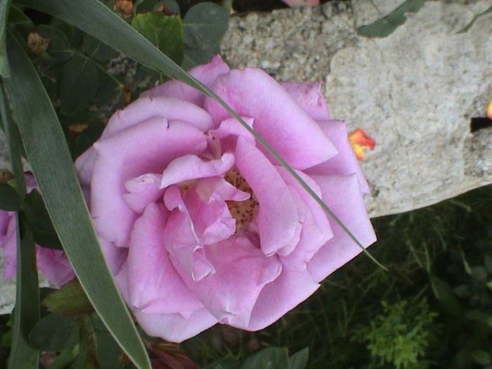 Visul colorat al razelor de soare (181)