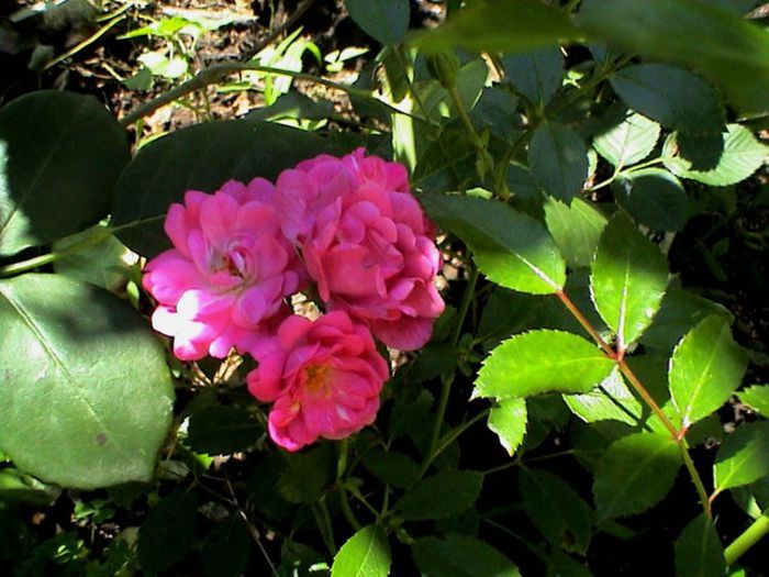 Visul colorat al razelor de soare (201)