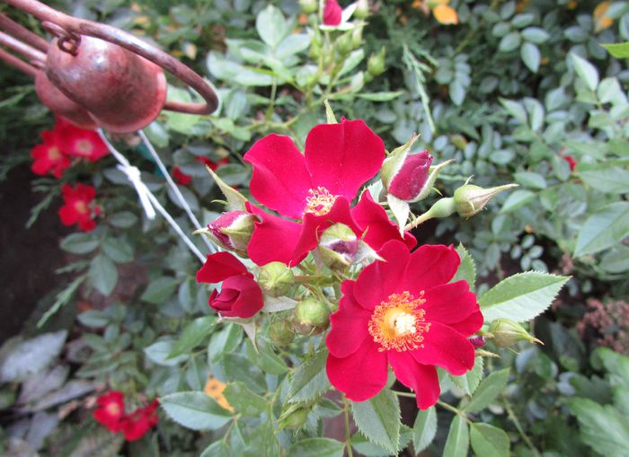 Bienenweide Rot - 2015 trandafiri -V