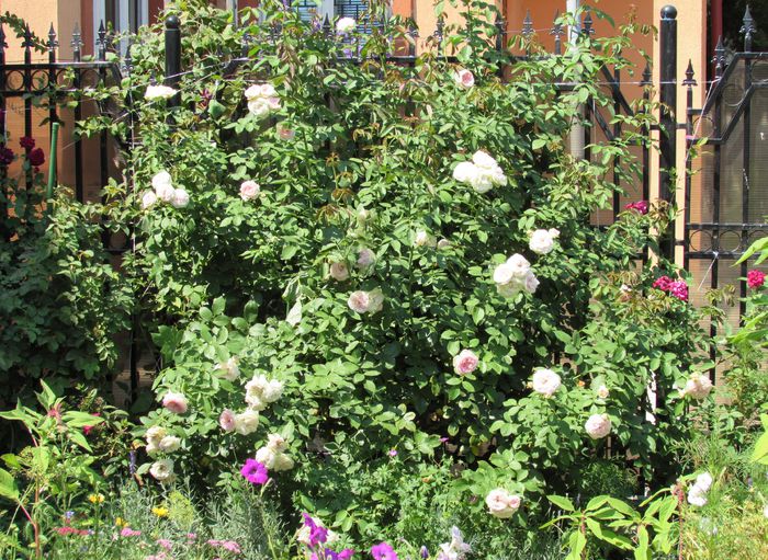 6 aug, Eden Rose(anul3) - 2015 trandafiri -V