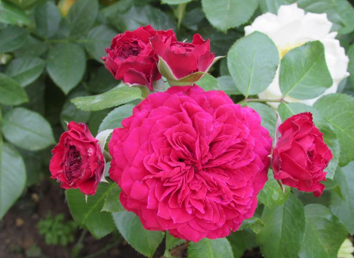 Red Leonardo da Vinci - 2015 trandafiri -V