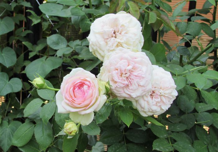 Eden Rose - 2015 trandafiri -V