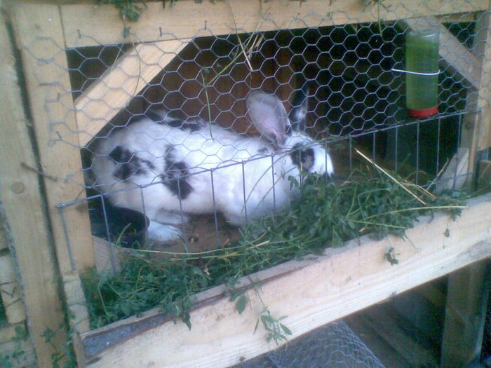 04082015(076) - 2015 IEPURI