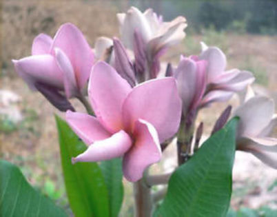 Purple Jack - PLUMERIA asa vor arata