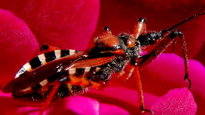 Rhynocoris iracundus (insecta asasin, se hraneste cu albine, paianjeni etc. intepatura este foarte d; Insecta asasin, se hraneste cu albine, paianjeni. Daca este atinsa de om, inteapa! Si intepatura e mai dureroasa decat a albinei.
