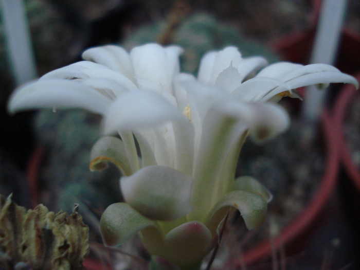 DSC02427 - Cactusi