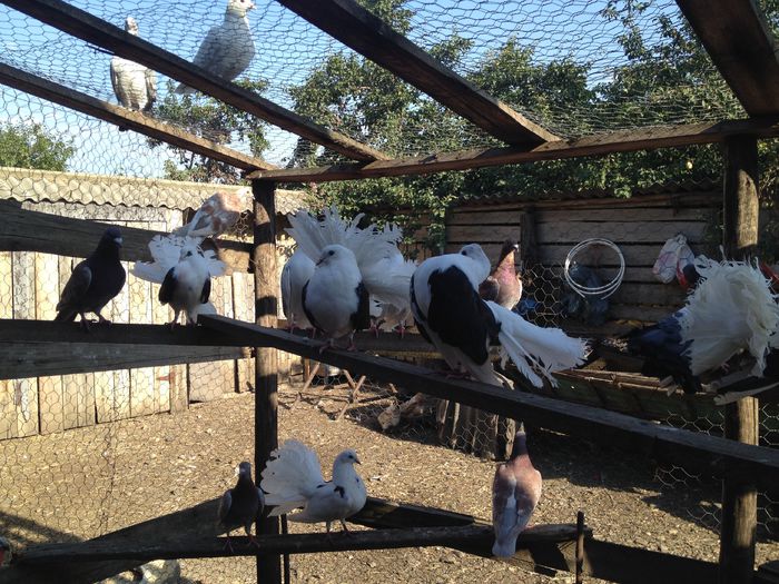 IMG_4612 - 10_VANDUTI2